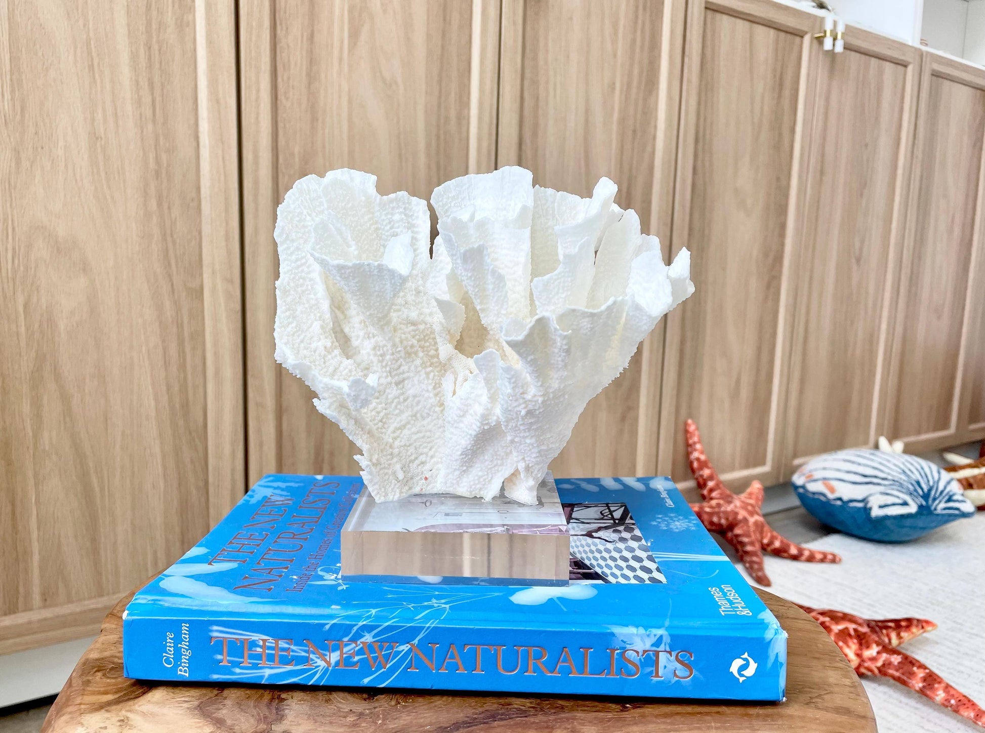 Mounted 8" Natural POCA CORAL Fossil Lucite Display Specimen Sculpture Ocean Art Decorative Coastal Beach Home Décor Wedding Gift White