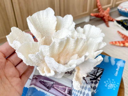 POCA CORAL 6"Mounted Natural Fossil Lucite Display Specimen Sculpture Ocean Art Decorative Coastal Beach Home Décor Wedding Gift White