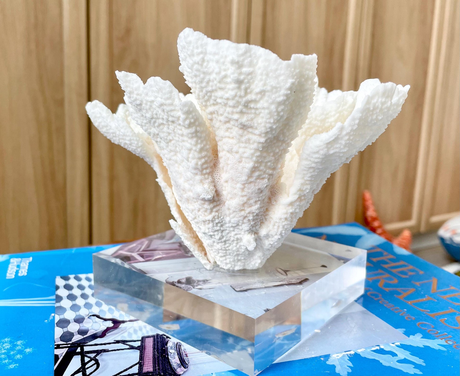 POCA CORAL Mounted Natural Fossil Lucite Display Specimen Sculpture Ocean Art Decorative Coastal Beach Home Décor Wedding Gift White