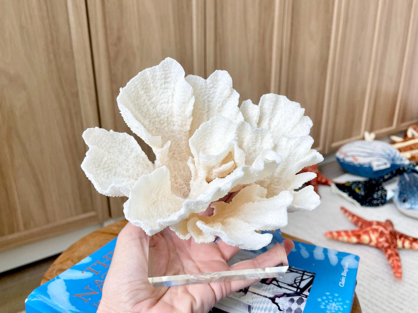 POCA CORAL Mounted Natural Fossil Lucite Display Specimen Sculpture Ocean Art Decorative Coastal Beach Home Décor Wedding Gift White