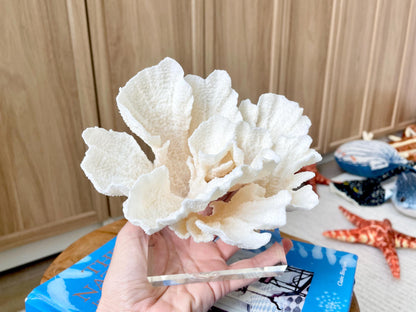 POCA CORAL 6"Mounted Natural Fossil Lucite Display Specimen Sculpture Ocean Art Decorative Coastal Beach Home Décor Wedding Gift White