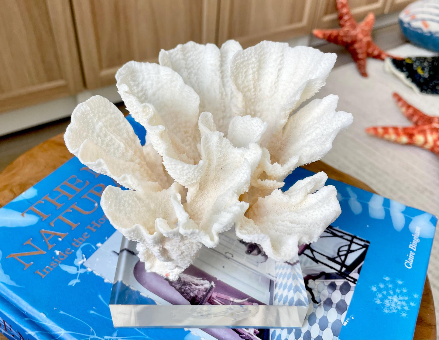 POCA CORAL Mounted Natural Fossil Lucite Display Specimen Sculpture Ocean Art Decorative Coastal Beach Home Décor Wedding Gift White