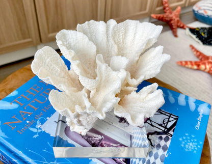 POCA CORAL Mounted Natural Fossil Lucite Display Specimen Sculpture Ocean Art Decorative Coastal Beach Home Décor Wedding Gift White