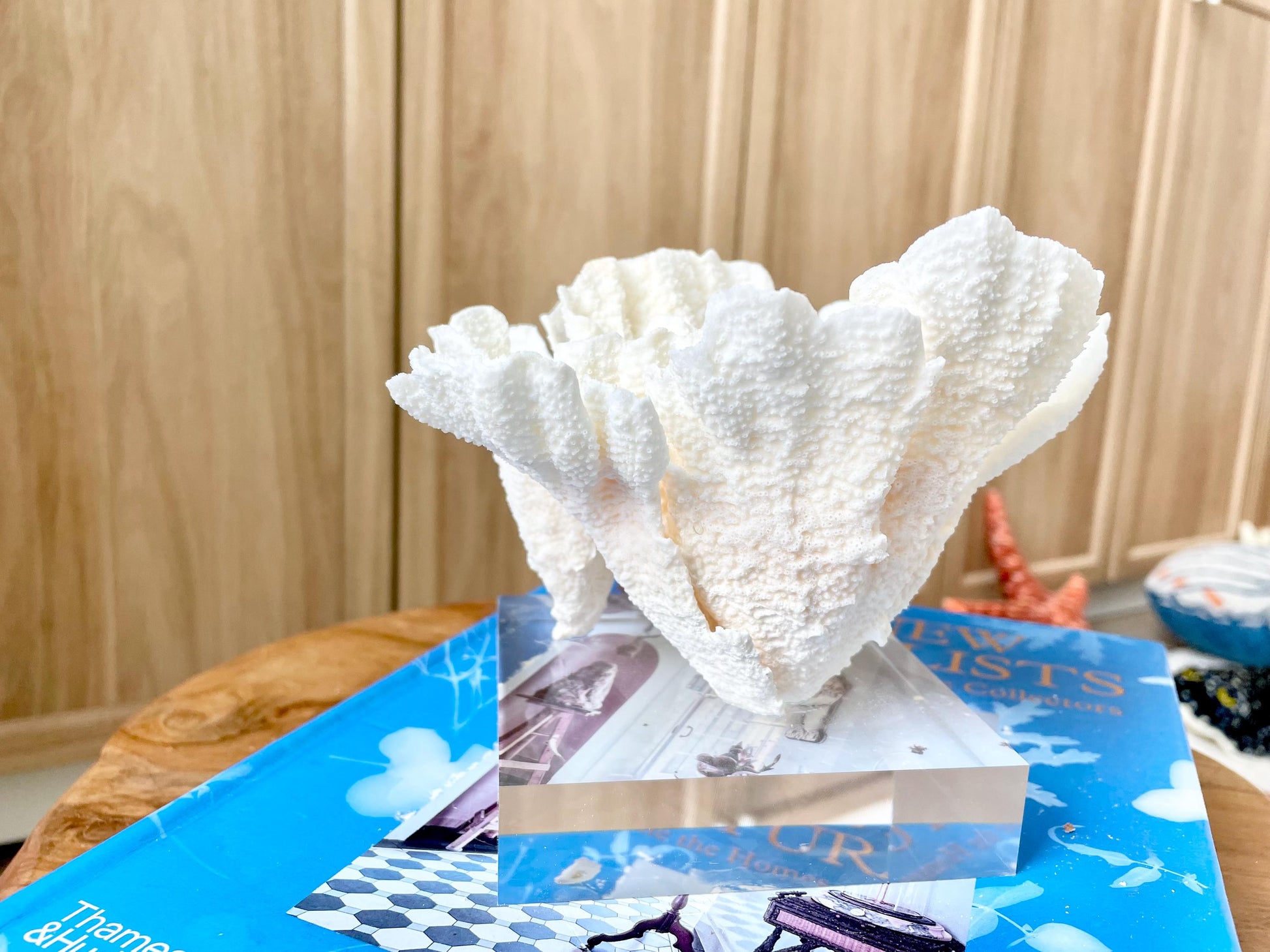 POCA CORAL Mounted Natural Fossil Lucite Display Specimen Sculpture Ocean Art Decorative Coastal Beach Home Décor Wedding Gift White