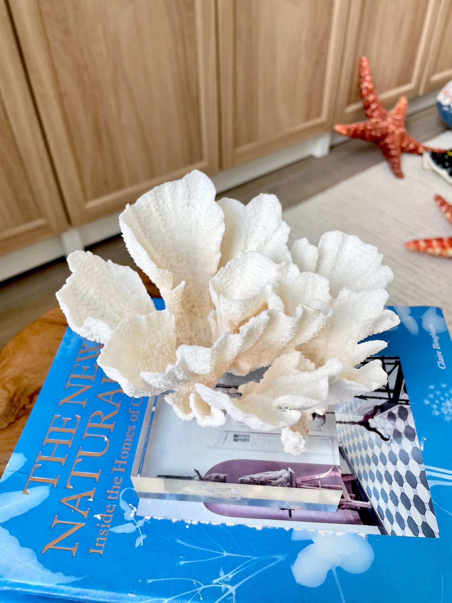 POCA CORAL Mounted Natural Fossil Lucite Display Specimen Sculpture Ocean Art Decorative Coastal Beach Home Décor Wedding Gift White