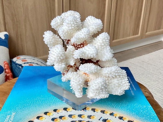 Mounted 5.5" Natural CLUSTER CORAL Fossil Lucite Display Specimen Sculpture Ocean Art Decorative Coastal Beach Home Décor Wedding Gift White