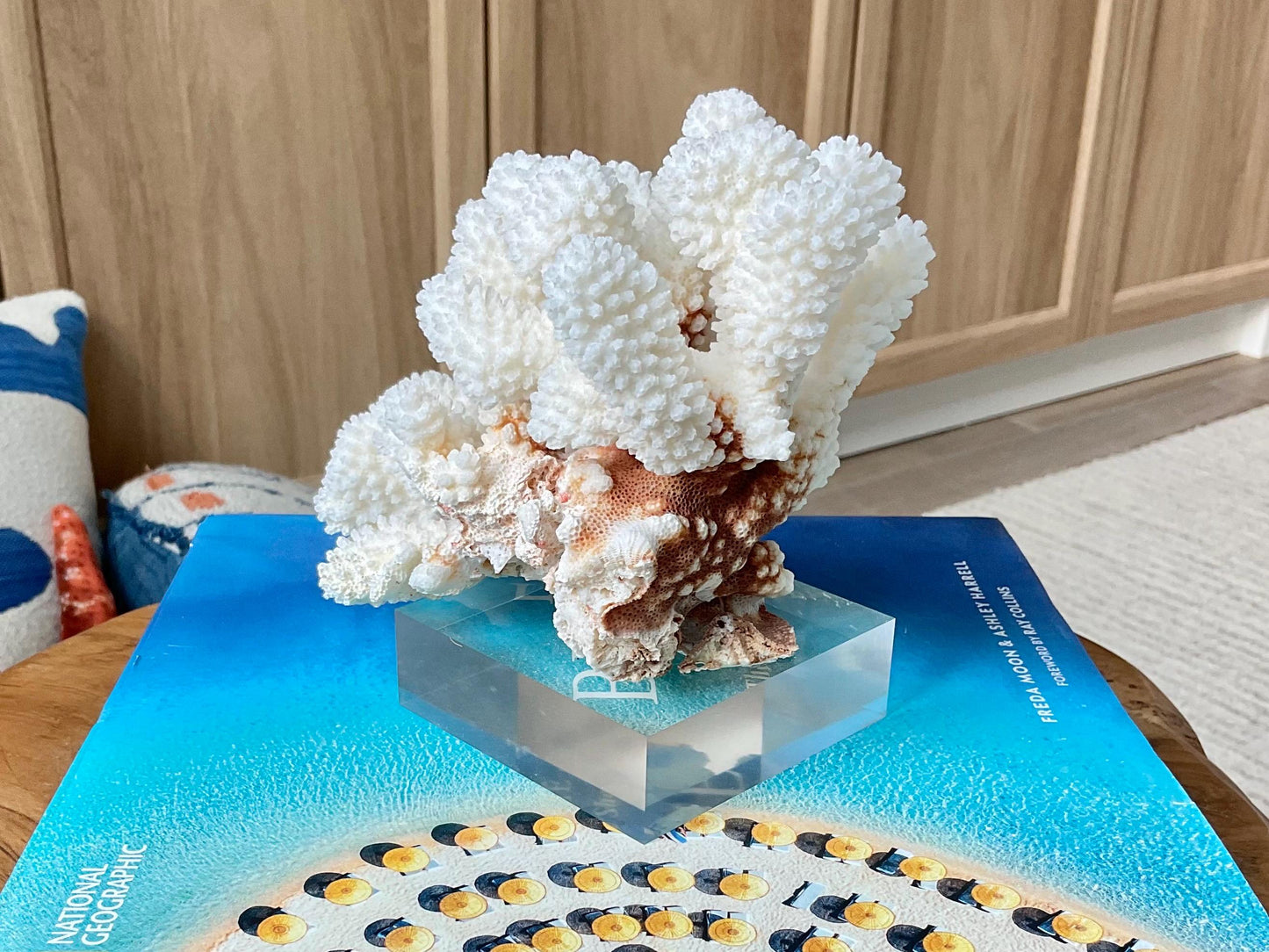 Mounted 5.5" Natural CLUSTER CORAL Fossil Lucite Display Specimen Sculpture Ocean Art Decorative Coastal Beach Home Décor Wedding Gift White