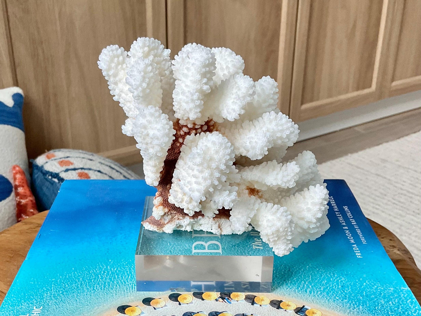 Mounted 5.5" Natural CLUSTER CORAL Fossil Lucite Display Specimen Sculpture Ocean Art Decorative Coastal Beach Home Décor Wedding Gift White