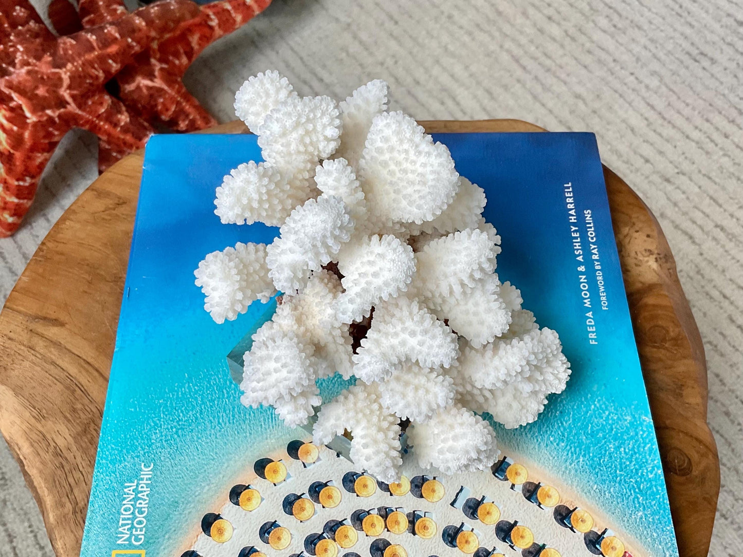 Mounted 5.5" Natural CLUSTER CORAL Fossil Lucite Display Specimen Sculpture Ocean Art Decorative Coastal Beach Home Décor Wedding Gift White