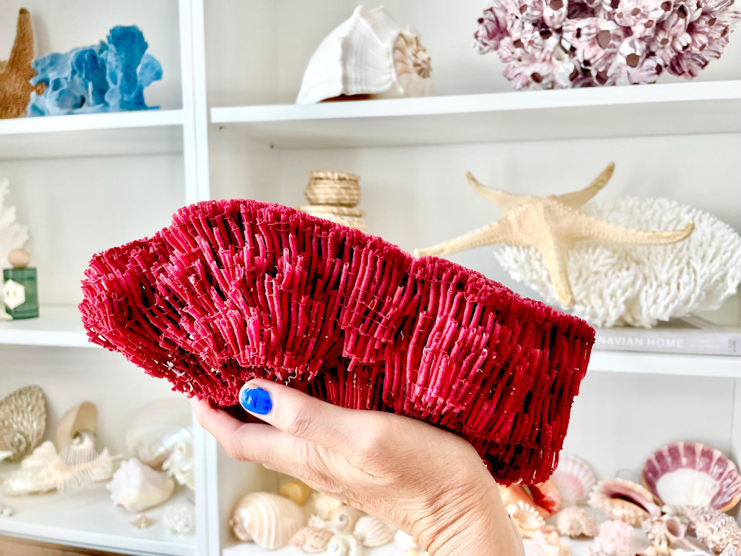 Red Pipe Organ Coral Fossil - Coastal Aquarium Decor