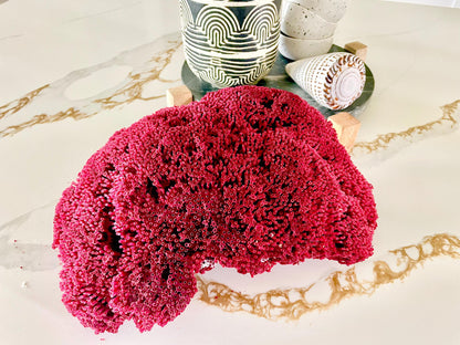 Red Pipe Organ Coral Fossil - Coastal Aquarium Decor