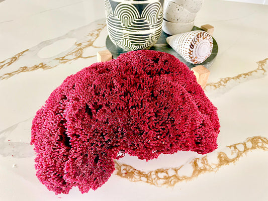 Red Pipe Organ Coral Fossil *All Sizes* Natural Coastal Aquarium Décor