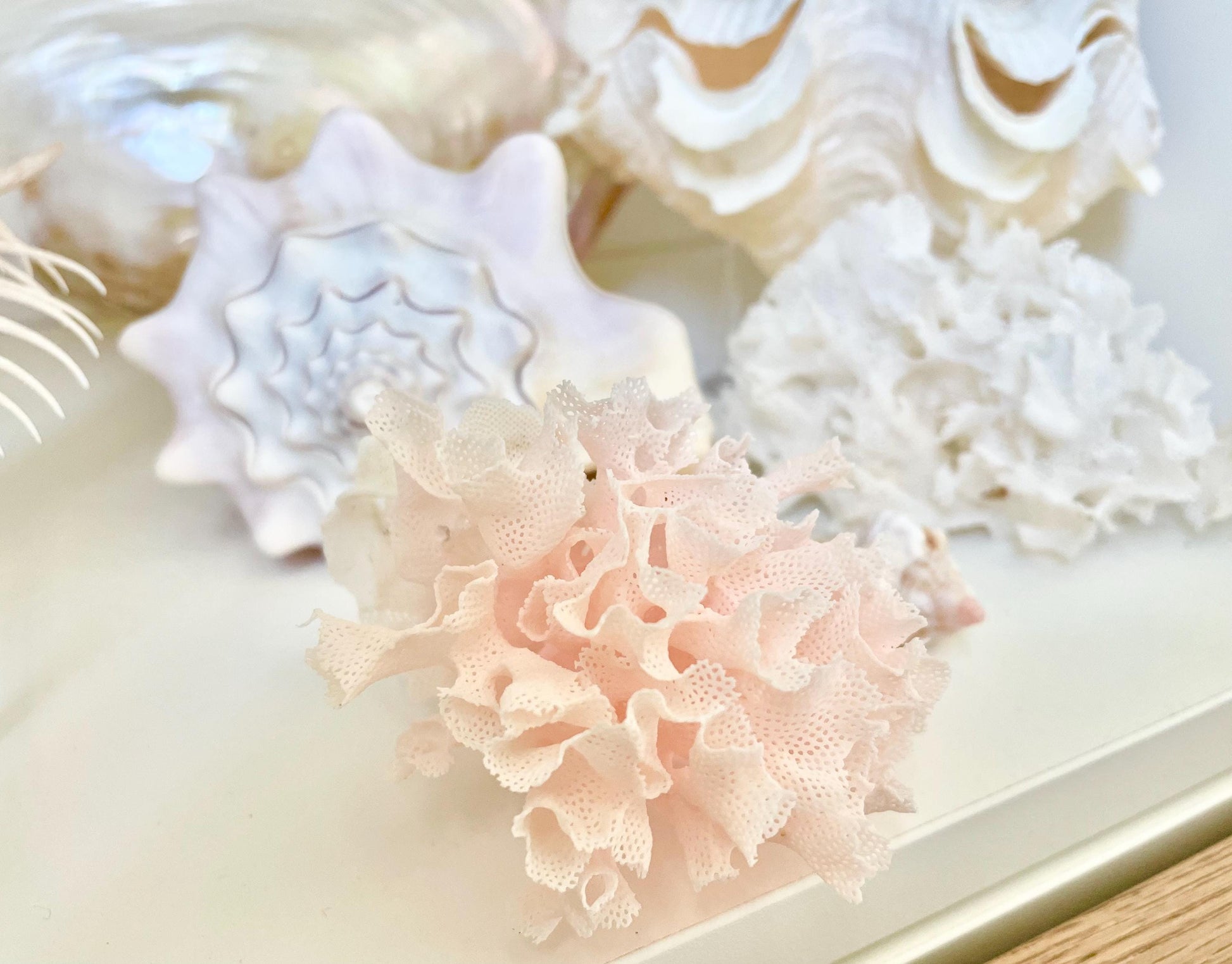 Lace Bryozoa Coral Fan Fossil - Pink or White Coastal Decor