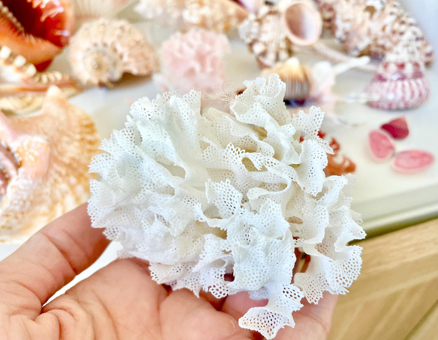 Rare Fan Lace Coral YOU CHOOSE SIZE Delicate Real Coastal Décor Nautical Wedding Beach Doll House Miniature Fairy Craft White Pink