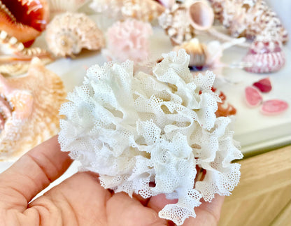 Lace Bryozoa Coral Fan Fossil - Pink or White Coastal Decor