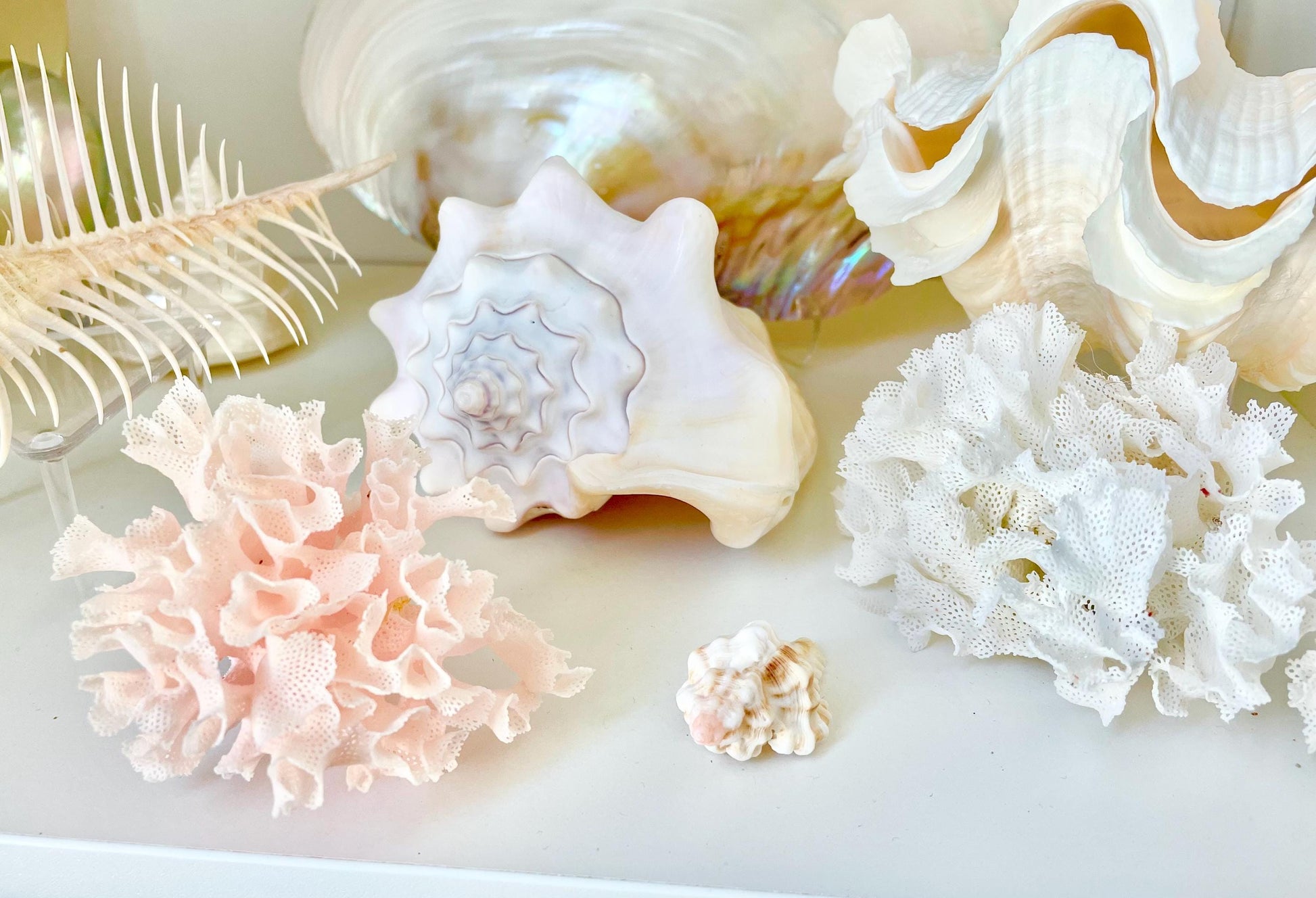 Rare Fan Lace Coral YOU CHOOSE SIZE Delicate Real Coastal Décor Nautical Wedding Beach Doll House Miniature Fairy Craft White Pink