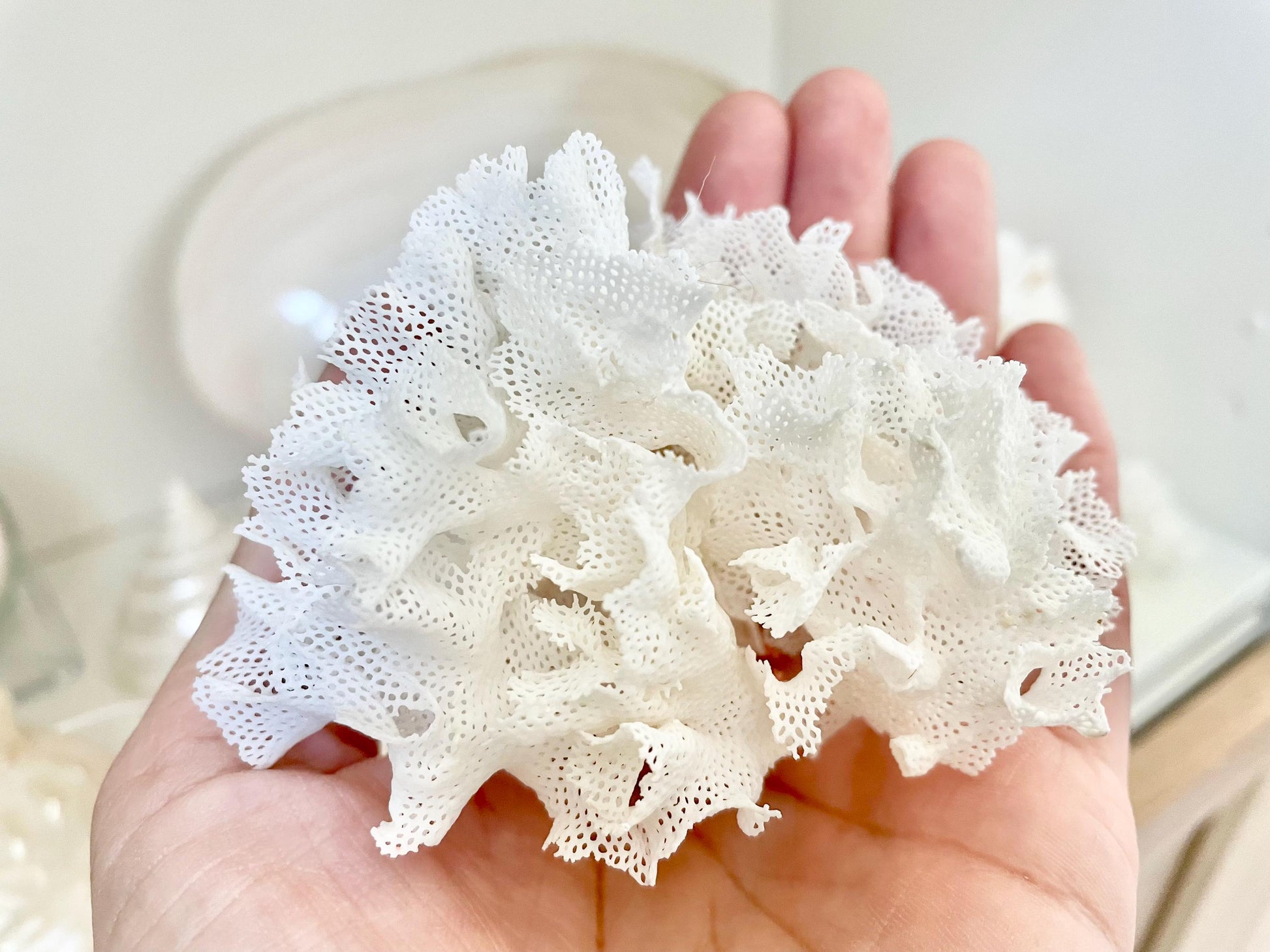 Rare Fan Lace Coral YOU CHOOSE SIZE Delicate Real Coastal Décor Nautical Wedding Beach Doll House Miniature Fairy Craft White Pink