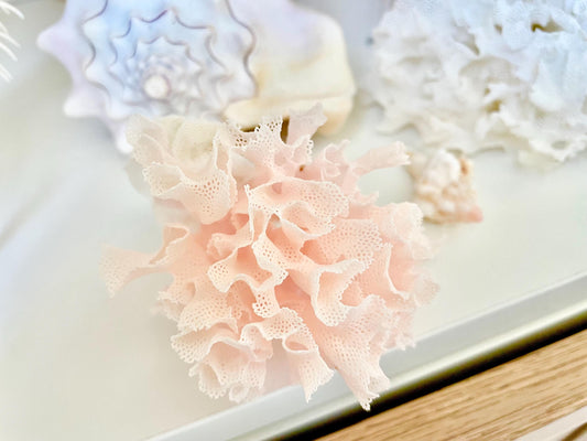 Rare Fan Lace Coral YOU CHOOSE SIZE Delicate Real Coastal Décor Nautical Wedding Beach Doll House Miniature Fairy Craft White Pink