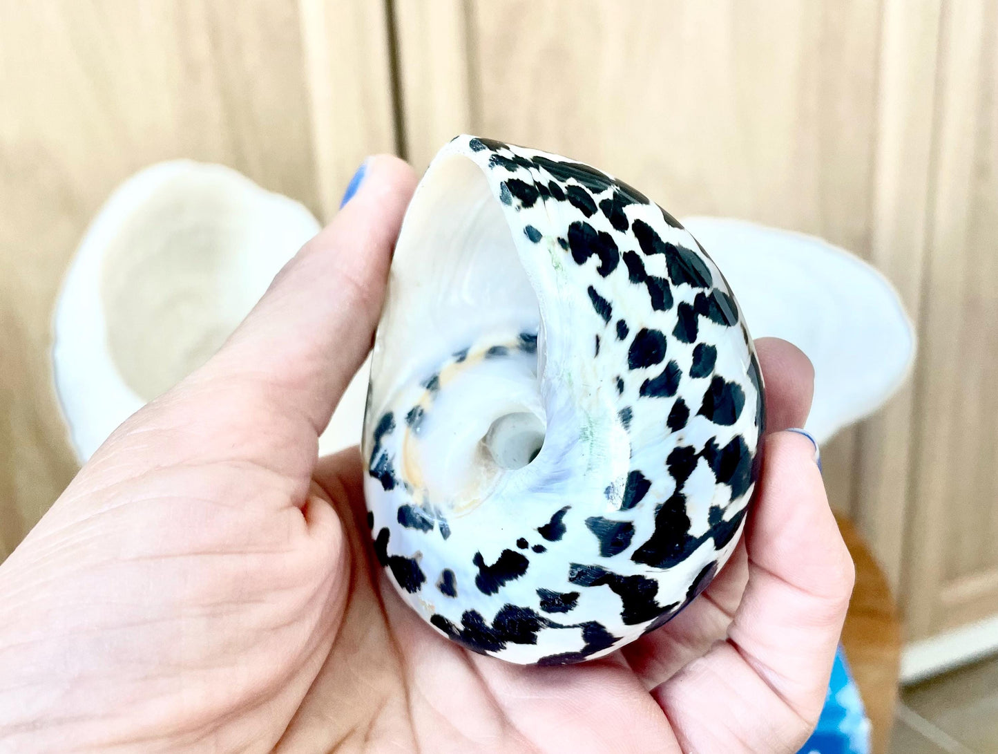 MAGPIE TURBO SHELLS 2.5-3" X-Large Naturally Polished Black White Display Hermit Crab Seashell