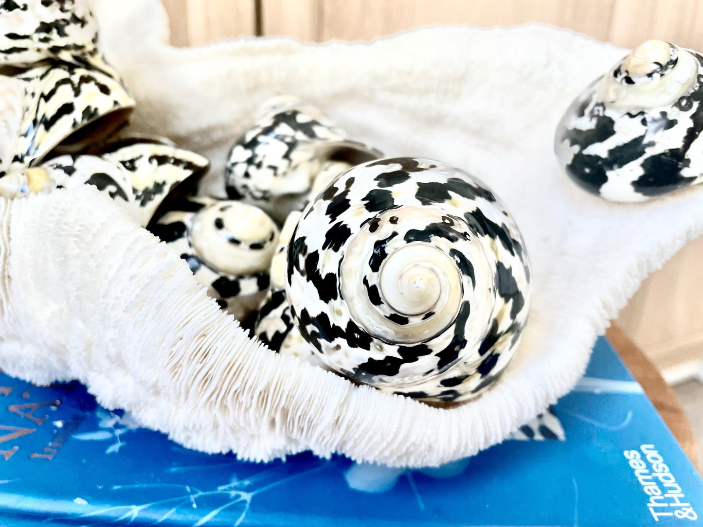 MAGPIE TURBO SHELLS *You Choose Size* Naturally Polished Black White Display Hermit Crab Seashell