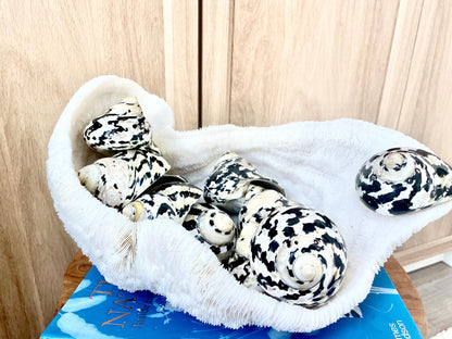 MAGPIE TURBO SHELLS *You Choose Size* Naturally Polished Black White Display Hermit Crab Seashell