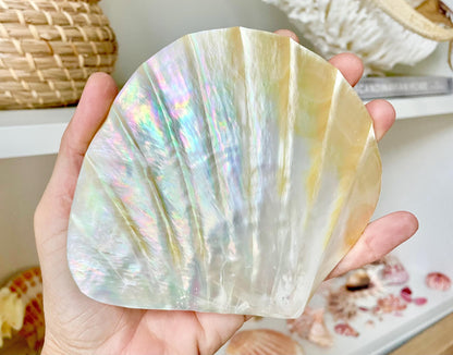 Huge 5" Mother Of Pearl Shiny Polished & Carved Half Shell Seashell Beach Coastal Crafts Irredescent Pearl and Golden Yellow Rainbow Shell