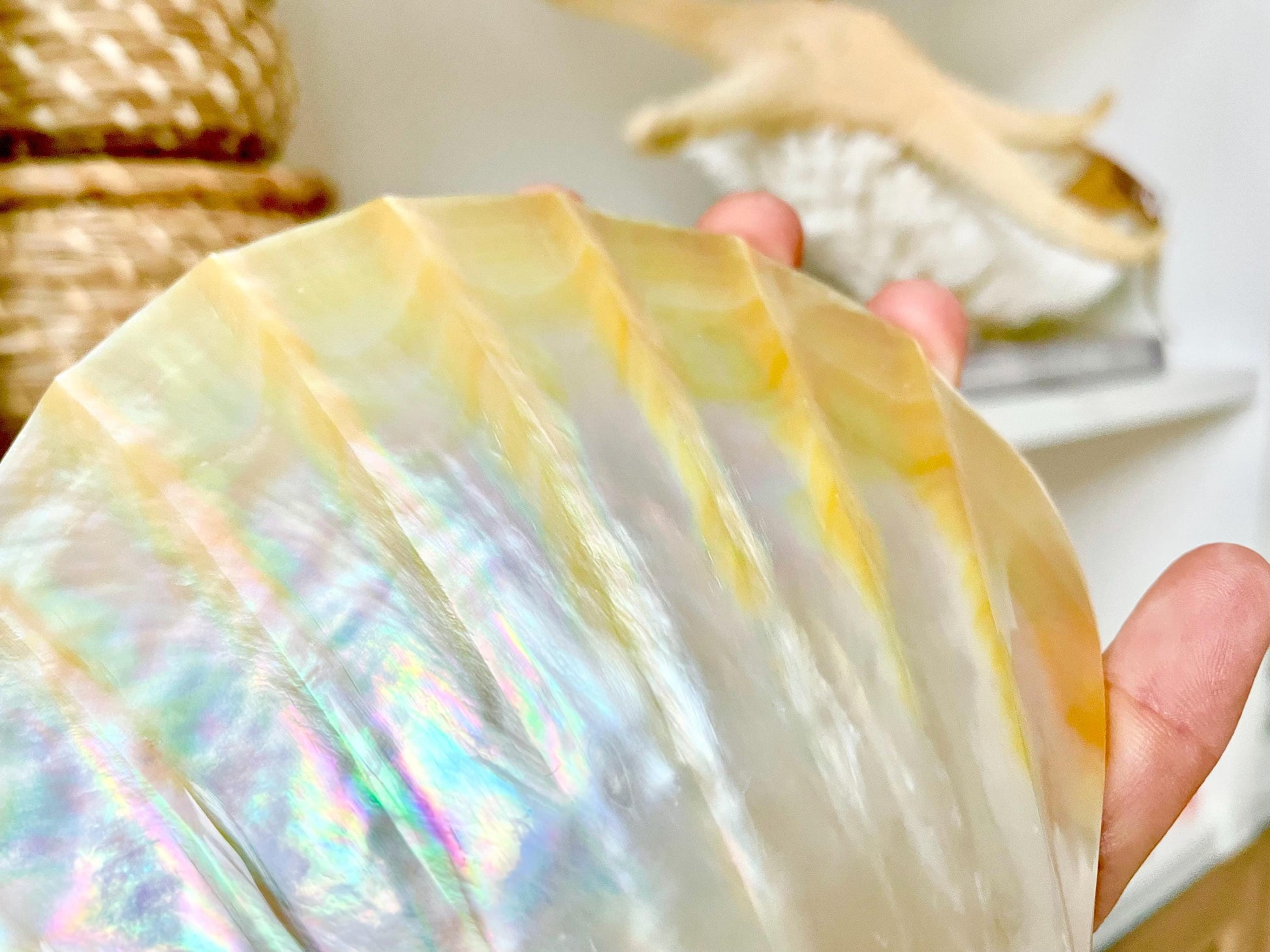 Huge 5" Mother Of Pearl Shiny Polished & Carved Half Shell Seashell Beach Coastal Crafts Irredescent Pearl and Golden Yellow Rainbow Shell