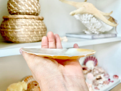 Huge 5" Mother Of Pearl Shiny Polished & Carved Half Shell Seashell Beach Coastal Crafts Irredescent Pearl and Golden Yellow Rainbow Shell