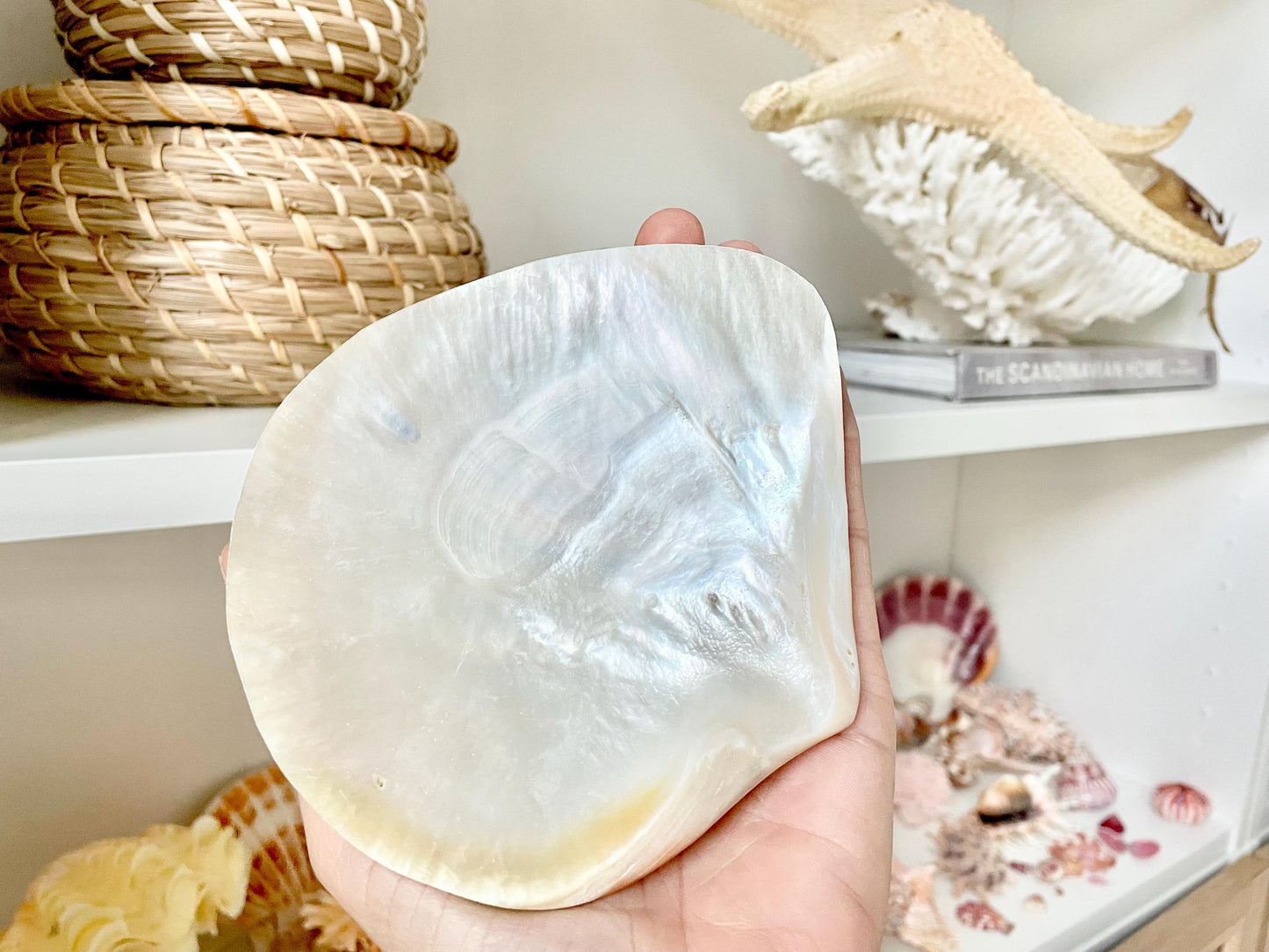 Huge 5" Mother Of Pearl Shiny Polished & Carved Half Shell Seashell Beach Coastal Crafts Irredescent Pearl and Golden Yellow Rainbow Shell