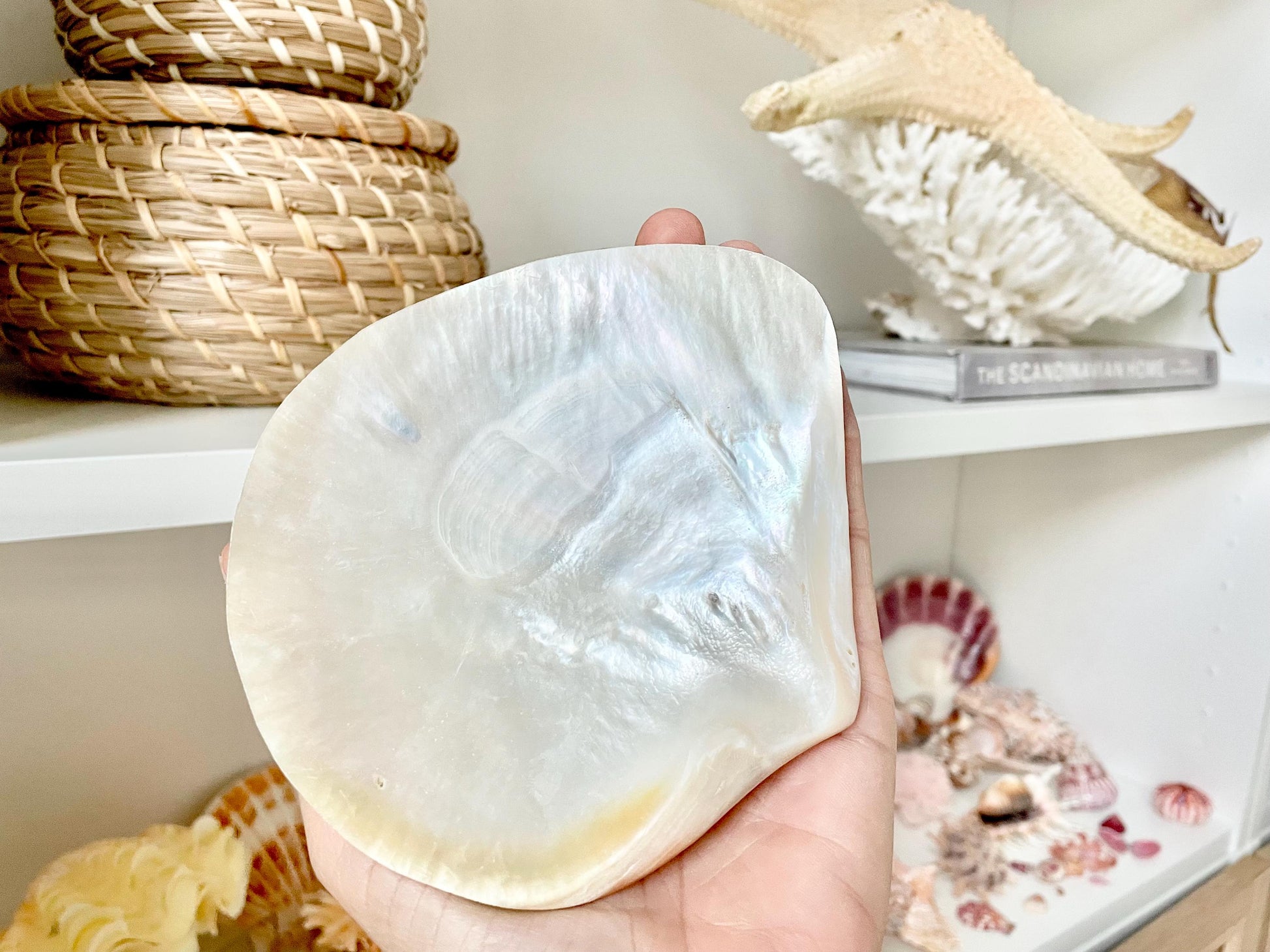 Huge 5" Mother Of Pearl Shiny Polished & Carved Half Shell Seashell Beach Coastal Crafts Irredescent Pearl and Golden Yellow Rainbow Shell