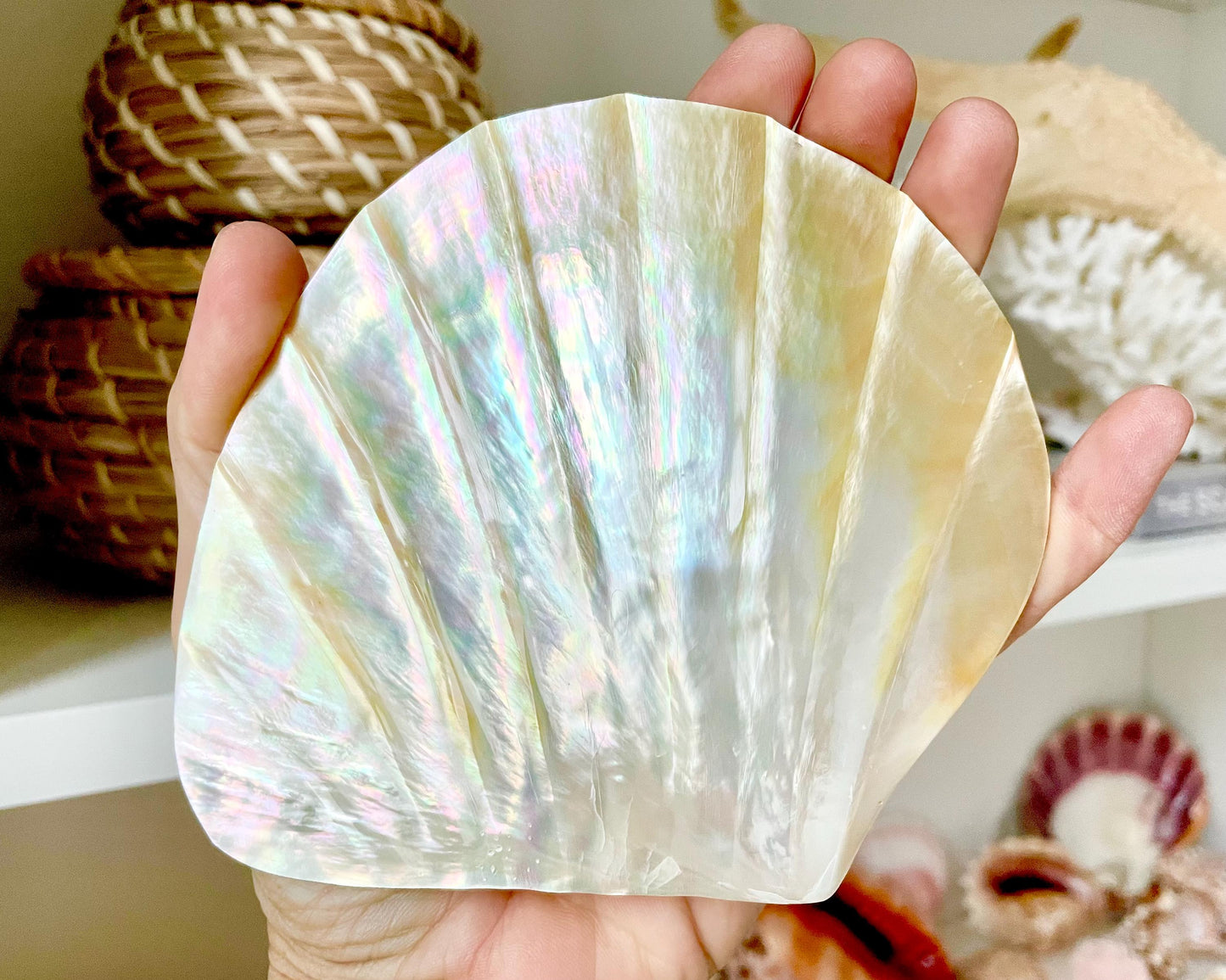 Huge 5" Mother Of Pearl Shiny Polished & Carved Half Shell Seashell Beach Coastal Crafts Irredescent Pearl and Golden Yellow Rainbow Shell