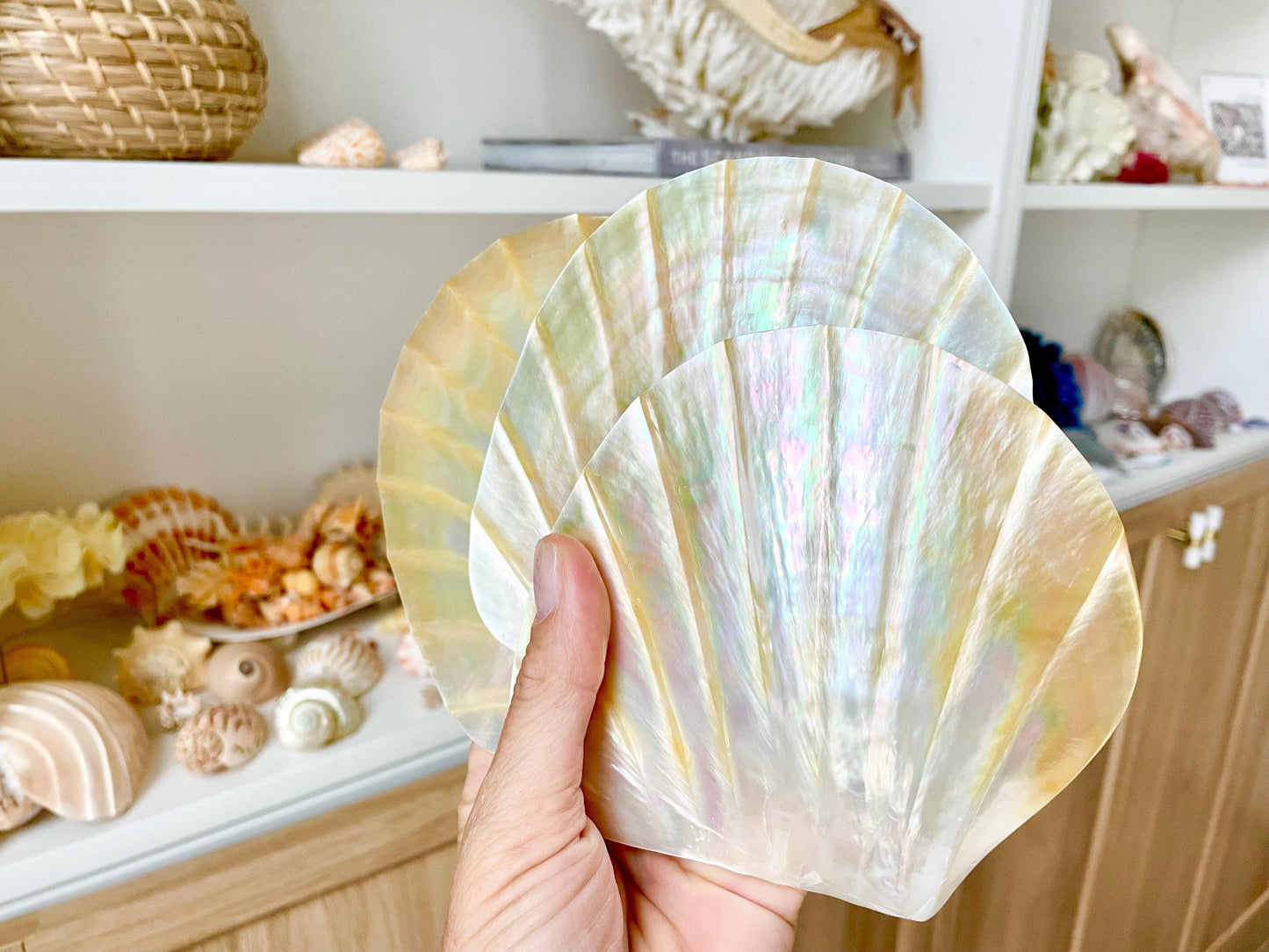 Huge 5" Mother Of Pearl Shiny Polished & Carved Half Shell Seashell Beach Coastal Crafts Irredescent Pearl and Golden Yellow Rainbow Shell