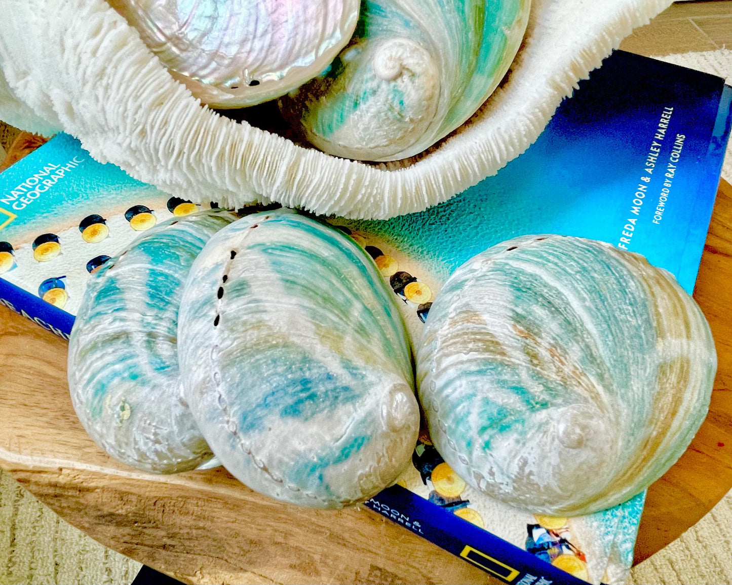 BLUE GREEN RAW Abalone Shells *All Sizes* Iridescent Silver Seashell Coastal Décor