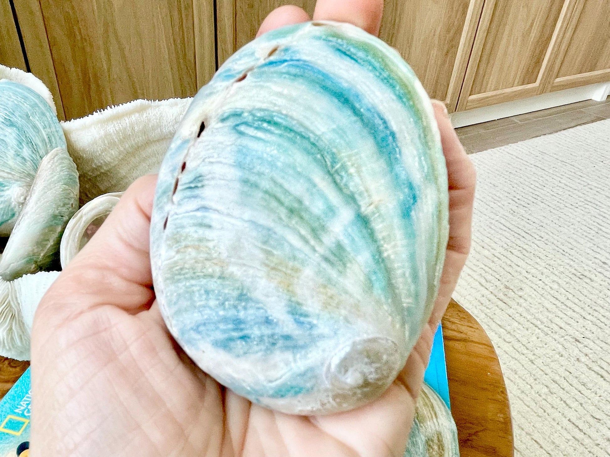 BLUE GREEN RAW Abalone Shells *All Sizes* Iridescent Silver Seashell Coastal Décor