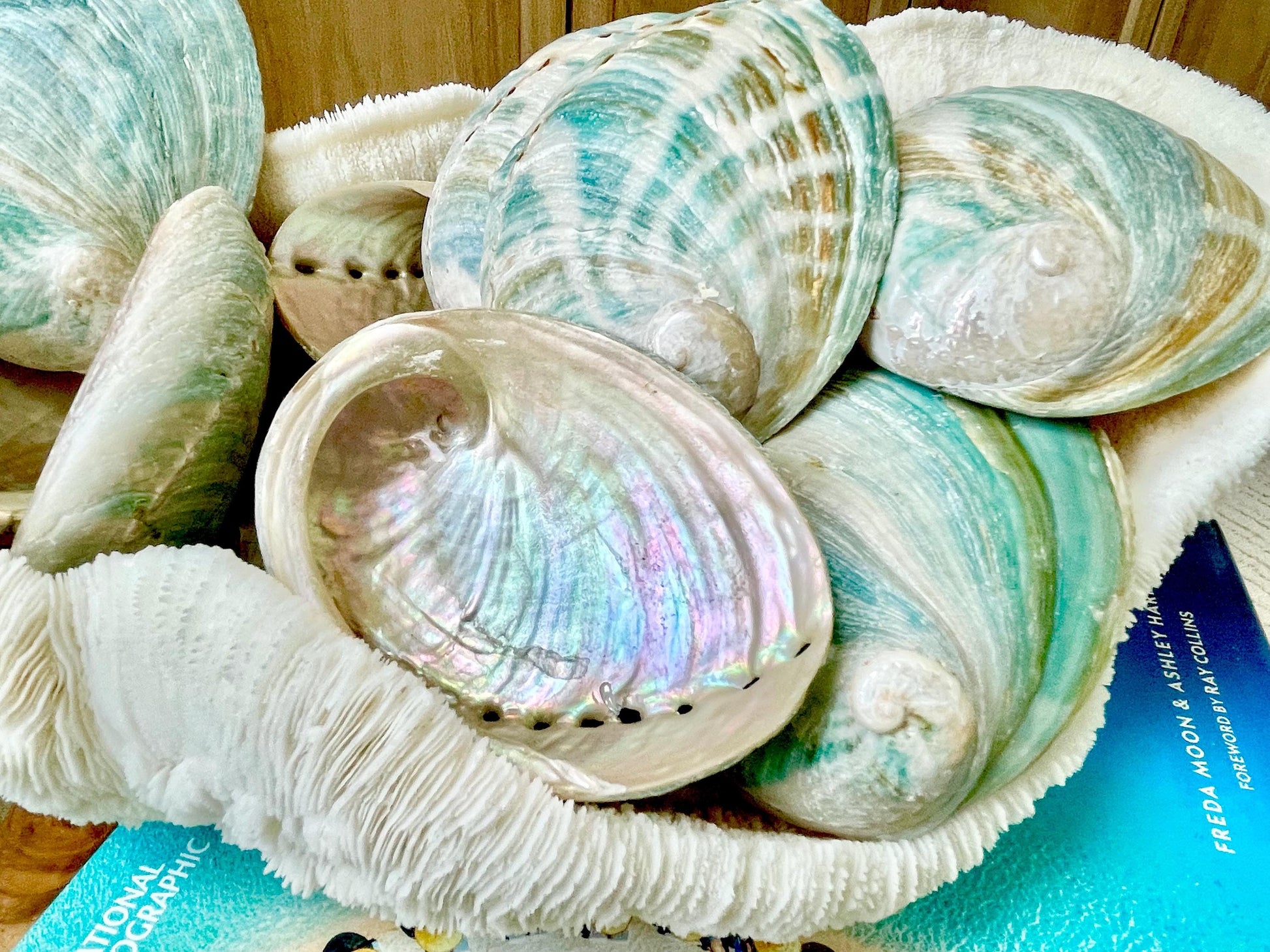 BLUE GREEN RAW Abalone Shells *All Sizes* Iridescent Silver Seashell Coastal Décor