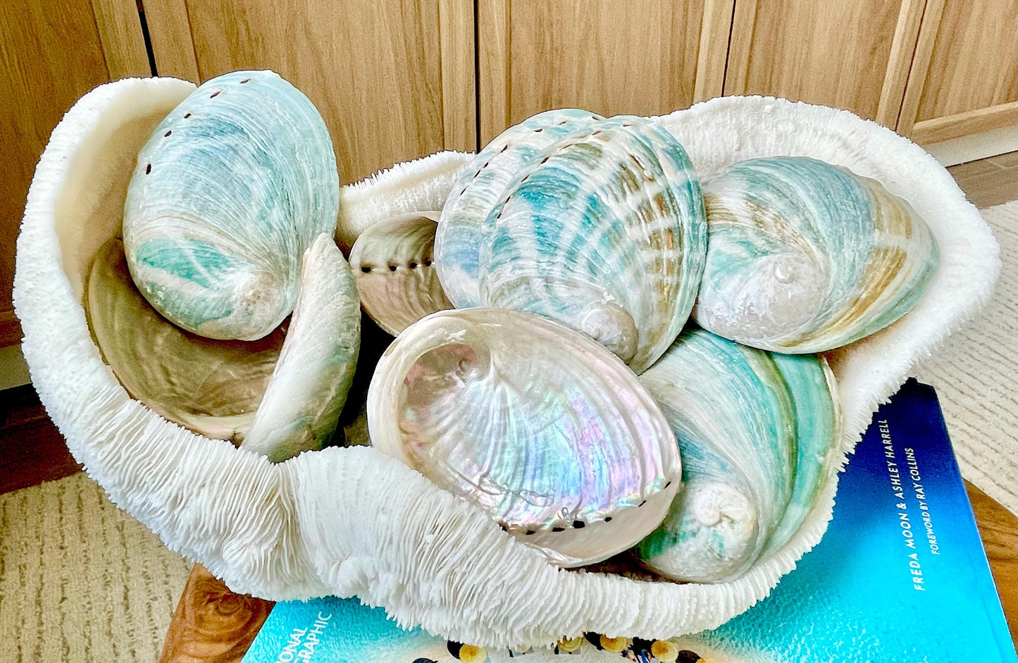 BLUE GREEN RAW Abalone Shells *All Sizes* Iridescent Silver Seashell Coastal Décor