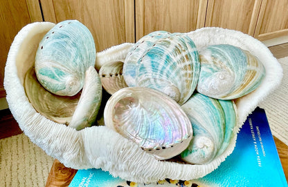 BLUE GREEN RAW Abalone Shells *All Sizes* Iridescent Silver Seashell Coastal Décor