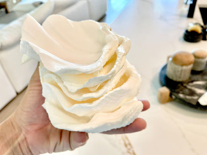 White Scalloped Edge Clam Shell 1/2 Shells *3-6", You Choose Size, Natural