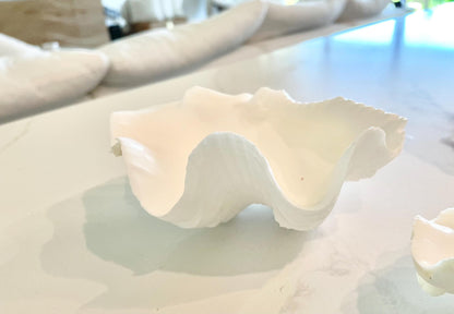 White Scalloped Edge Clam Shell 1/2 Shells *3-6", You Choose Size, Natural