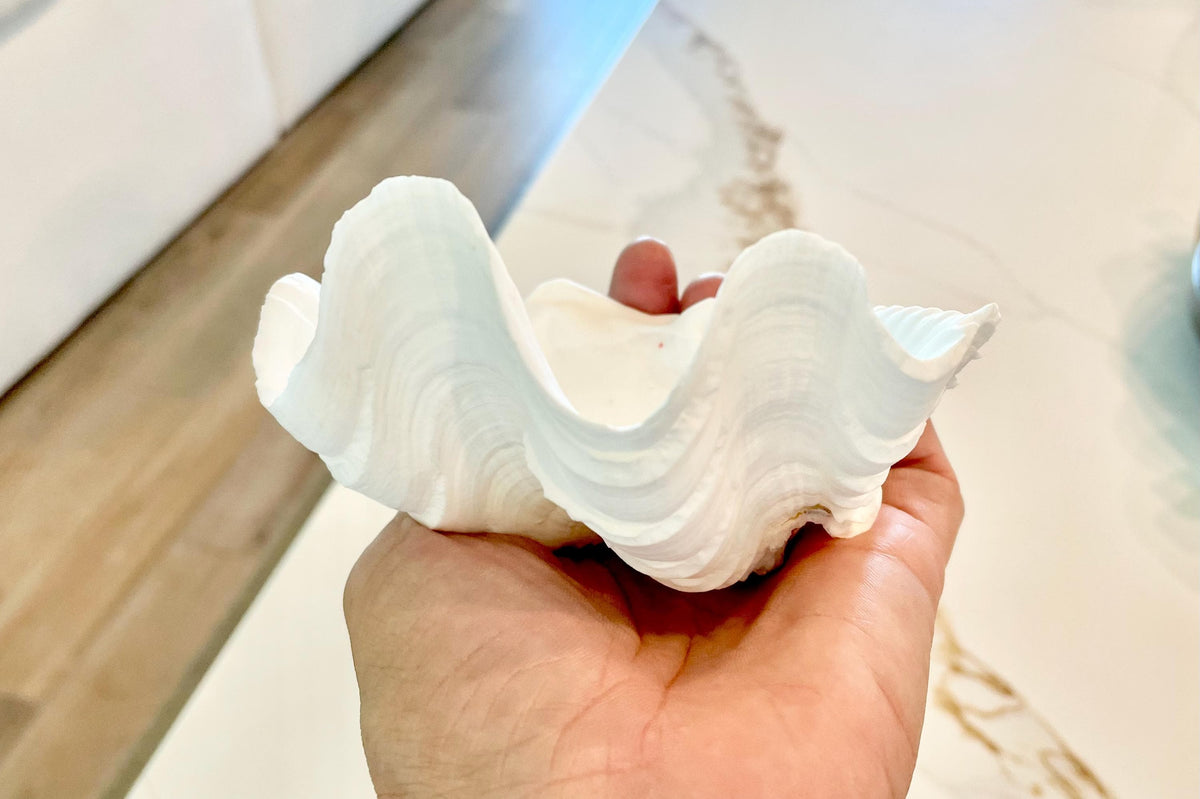 White Scalloped Edge Clam Shell 1/2 Shells *3-6", You Choose Size, Natural