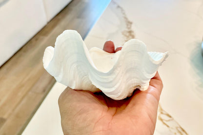 White Scalloped Edge Clam Shell 1/2 Shells *3-6", You Choose Size, Natural