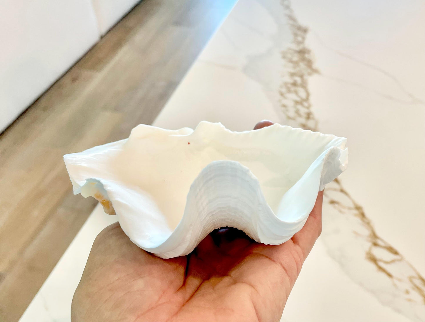 White Scalloped Edge Clam Shell 1/2 Shells *3-6", You Choose Size, Natural