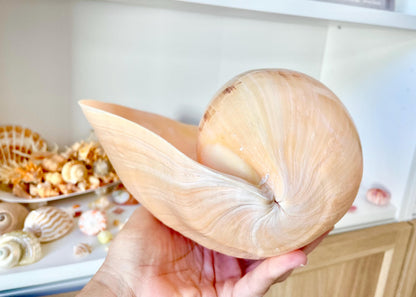 INDIAN MELON SHELLS Huge 10-11" Seashell Coastal Airplant Holder Planter Beach Décor Peach Pink Massive Melo Volute