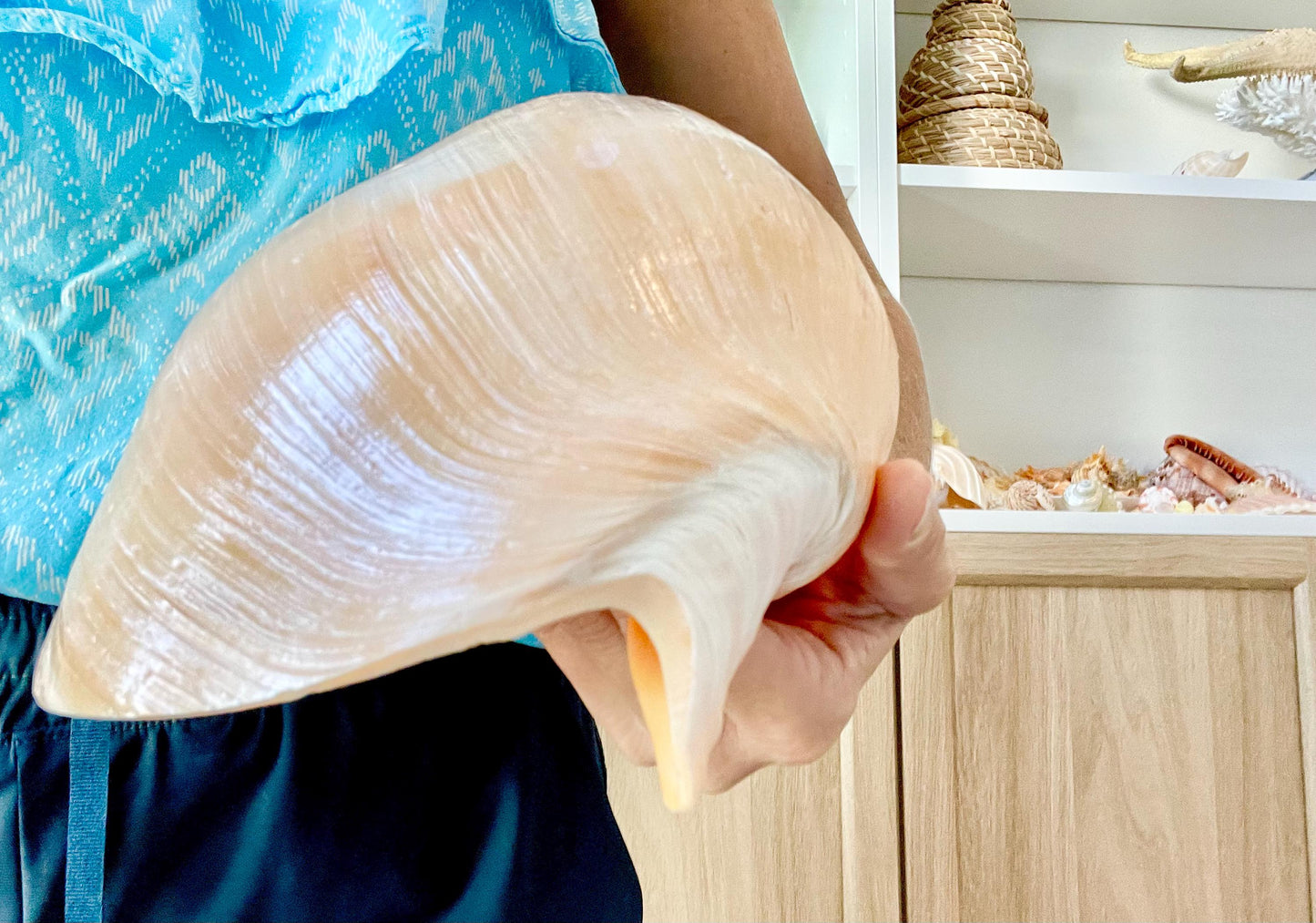 INDIAN MELON SHELLS Huge 10-11" Seashell Coastal Airplant Holder Planter Beach Décor Peach Pink Massive Melo Volute