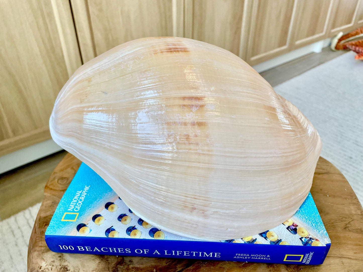 Indian Melon Volute Seashell: 5-12" *You Choose Size* Coastal Home Décor, Air Plant Holder