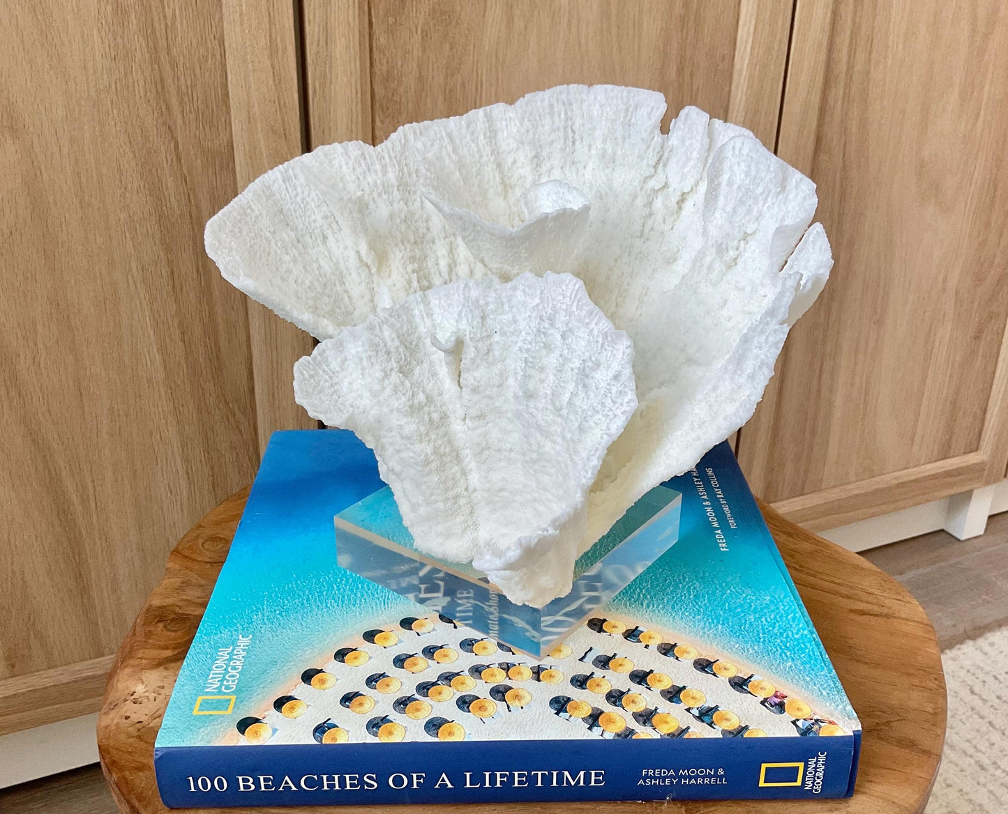 Mounted 8.5" Natural POCA CORAL Fossil Lucite Display Specimen Sculpture Ocean Art Decorative Coastal Beach Home Décor Wedding Gift White