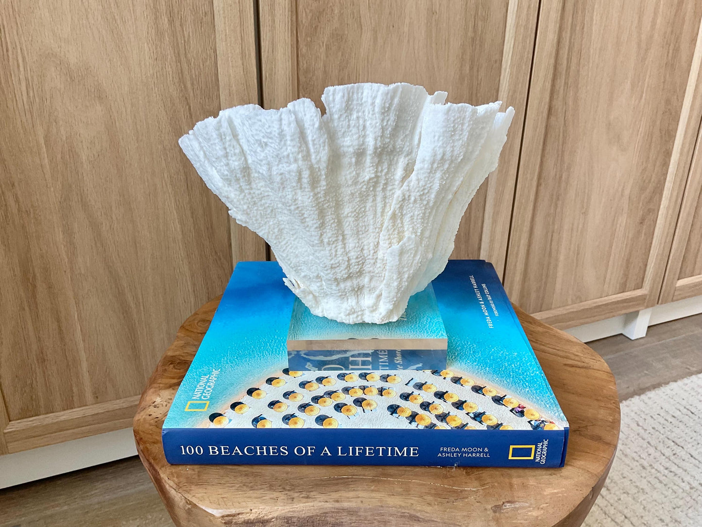 Mounted 8.5" Natural POCA CORAL Fossil Lucite Display Specimen Sculpture Ocean Art Decorative Coastal Beach Home Décor Wedding Gift White