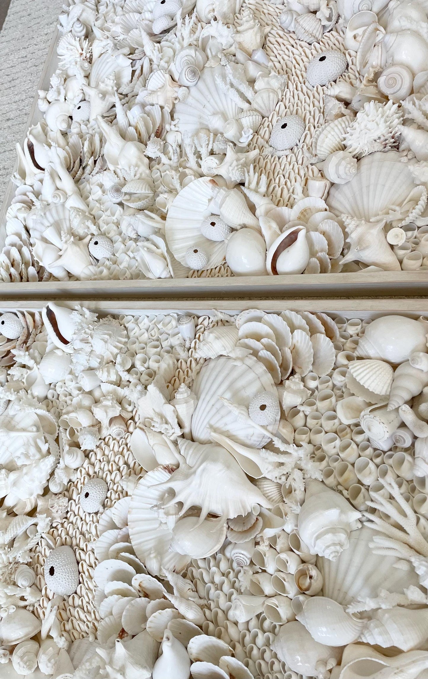 Organic Seashell Wall Art Coastal Natural REAL Shells Urchins Coral High End Beach House Décor White Collage Hanging 36”x12"