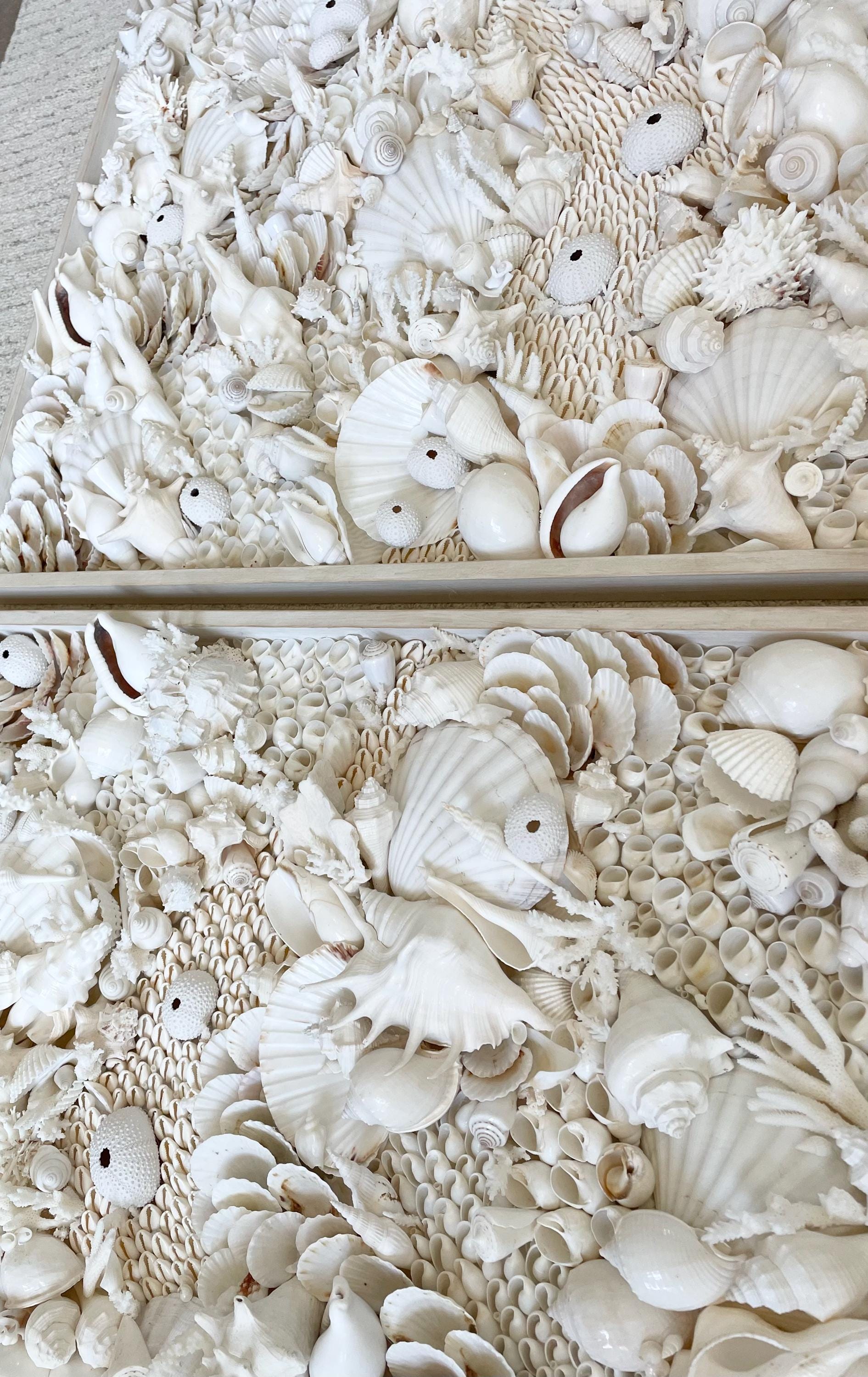 Organic Seashell Wall Art Coastal Natural REAL Shells Urchins Coral High End Beach House Décor White Collage Hanging 36”x12"