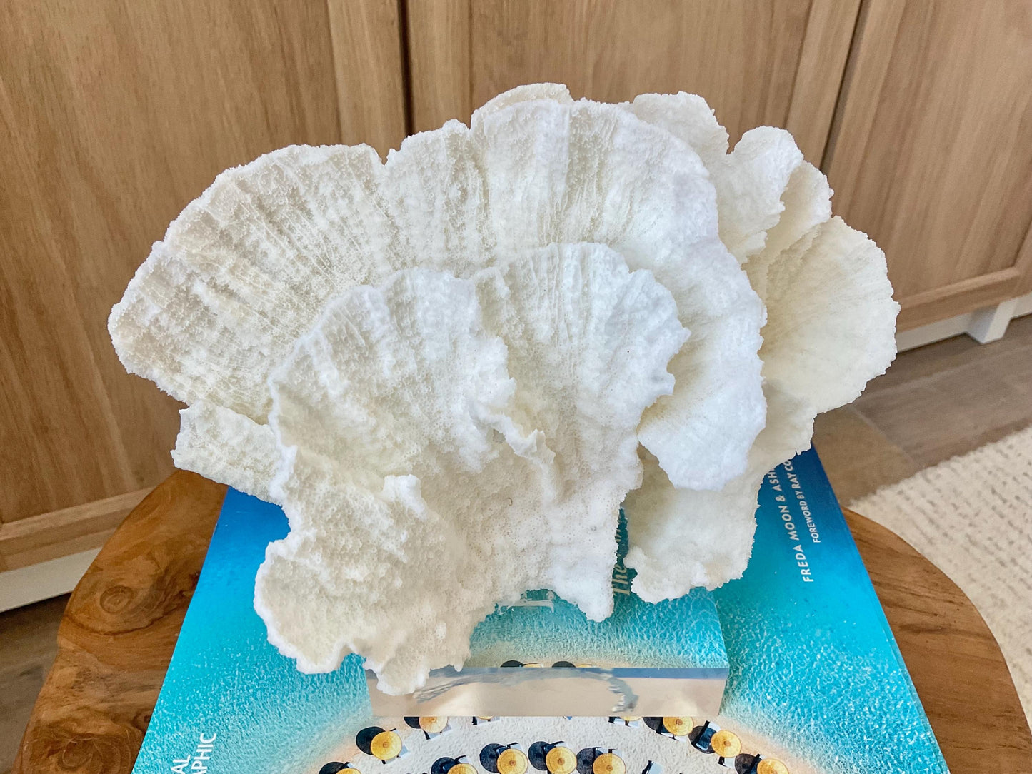 Mounted 8" Natural POCA CORAL Fossil Lucite Display Specimen Sculpture Ocean Art Decorative Coastal Beach Home Décor Wedding Gift White